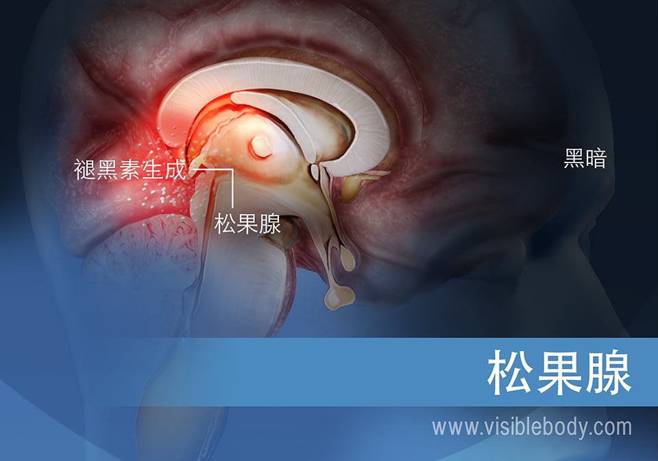 松果体示意图，显示了其如何产生褪黑激素